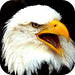 Birds Of Prey